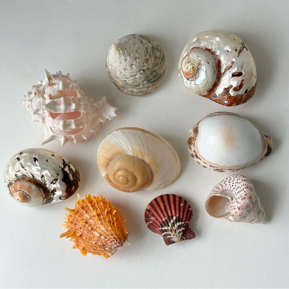 Bundle of 9 Vintage Exotic Seashells - Picture 2 of 7